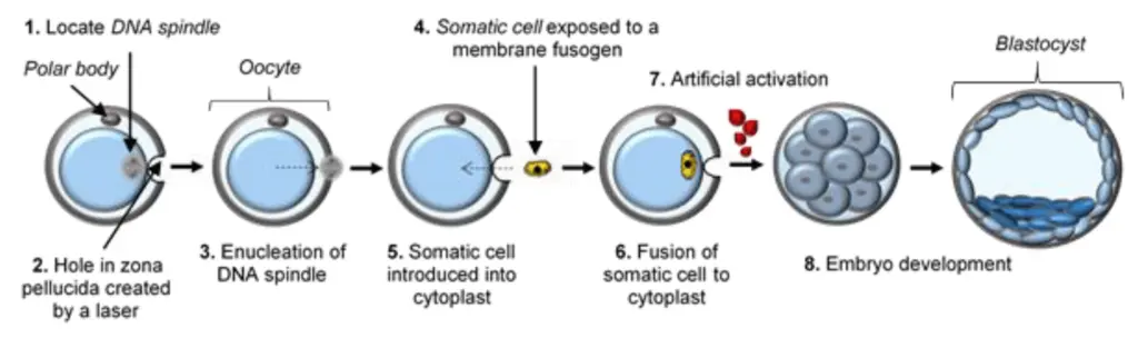 Ein Diagramm, das den Ablauf von Stammzellforschungstechniken wie somatischem Zellkerntransfer, iPSC-Erzeugung und Verwendung von ESCs veranschaulicht