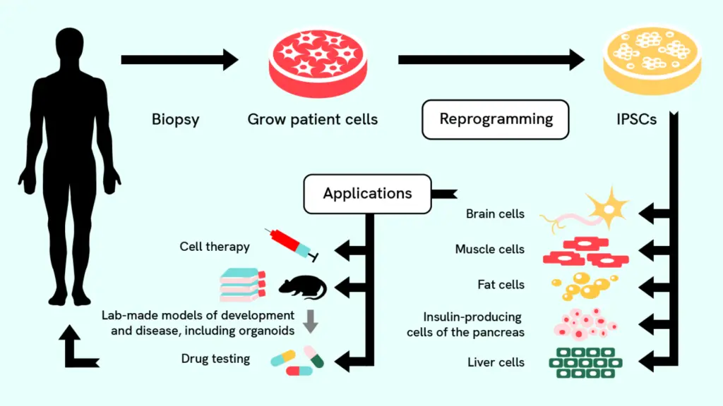 Ein Flussdiagramm, das den Prozess der Erzeugung induzierter pluripotenter Stammzellen aus adulten Zellen zeigt