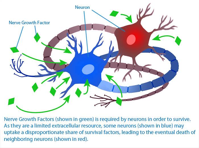 Die Neurotrophine NGF und BDNF unterstützen Wachstum und Überleben von Nervenzellen