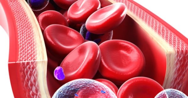 Blutzellen-und-Stammzellen